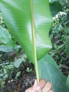 Image of Heliconia episcopalis Vell.