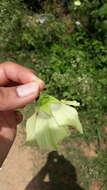 Hibiscus vitifolius L.的圖片