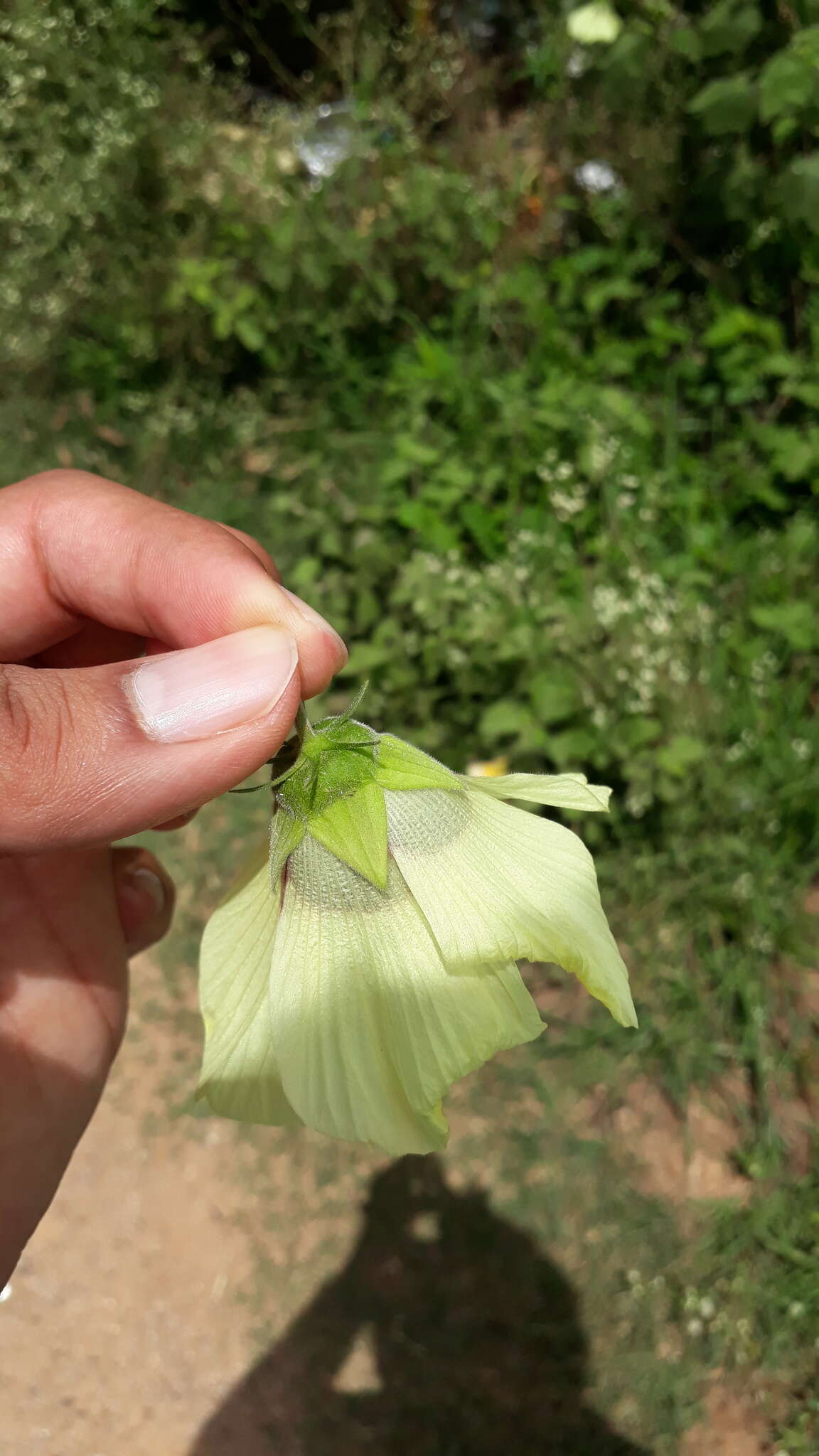 Hibiscus vitifolius L.的圖片