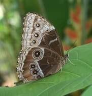 Morpho helenor Cramer 1782的圖片