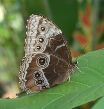 Imagem de Morpho helenor Cramer 1782