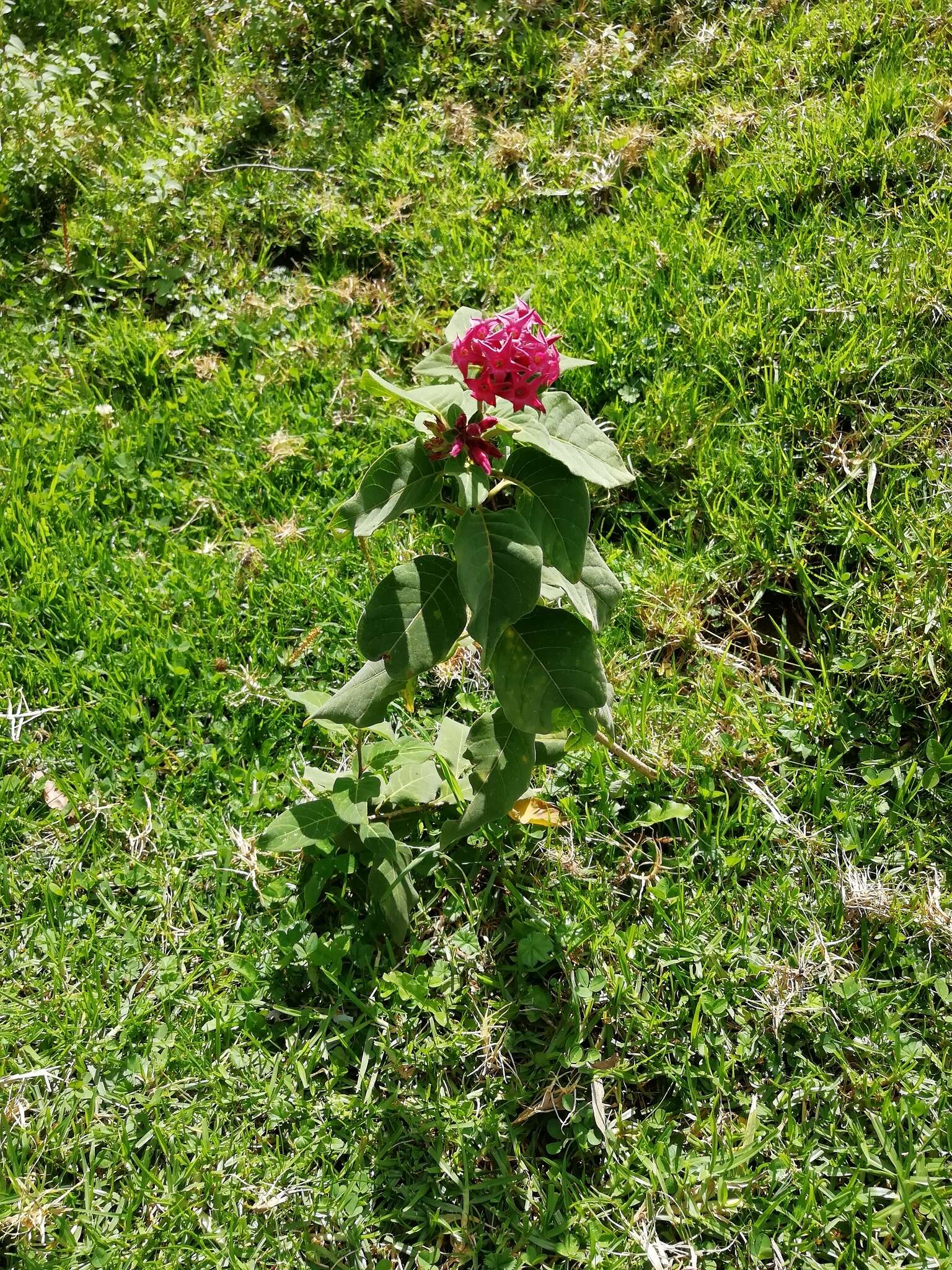 Image of Cestrum roseum Kunth