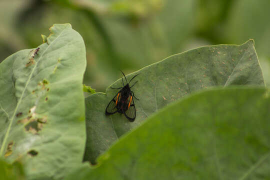 Image of Dinia subapicalis Walker 1854