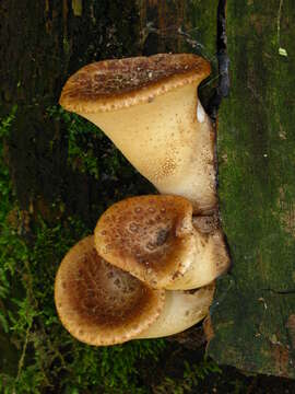 Image of dryad's saddle