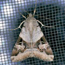 Image of Indomitable Melipotis Moth