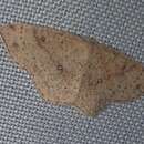 Cyclophora porata Fabricius resmi