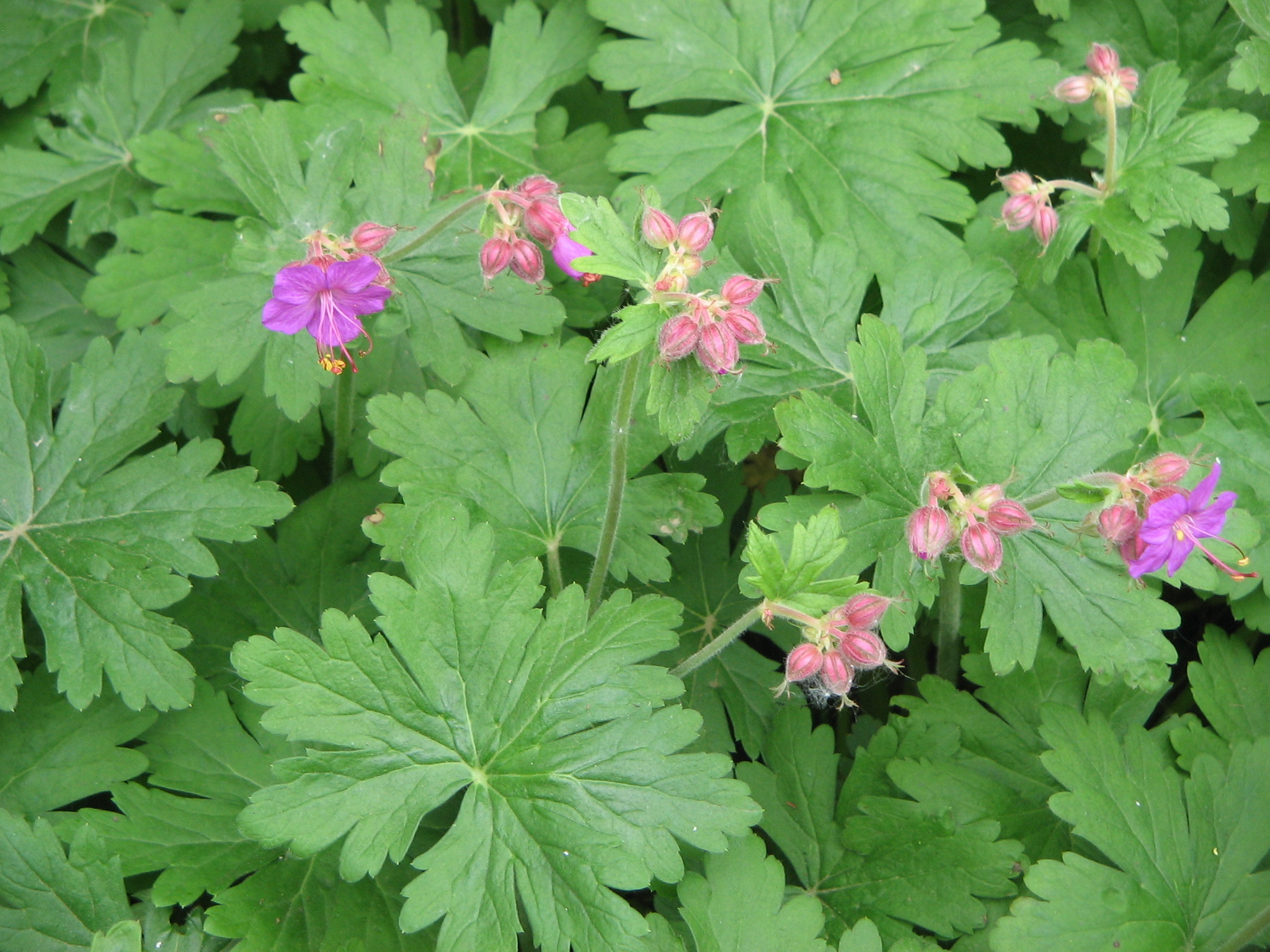 Geranium macrorrhizum (rights holder: Meneerke bloem)