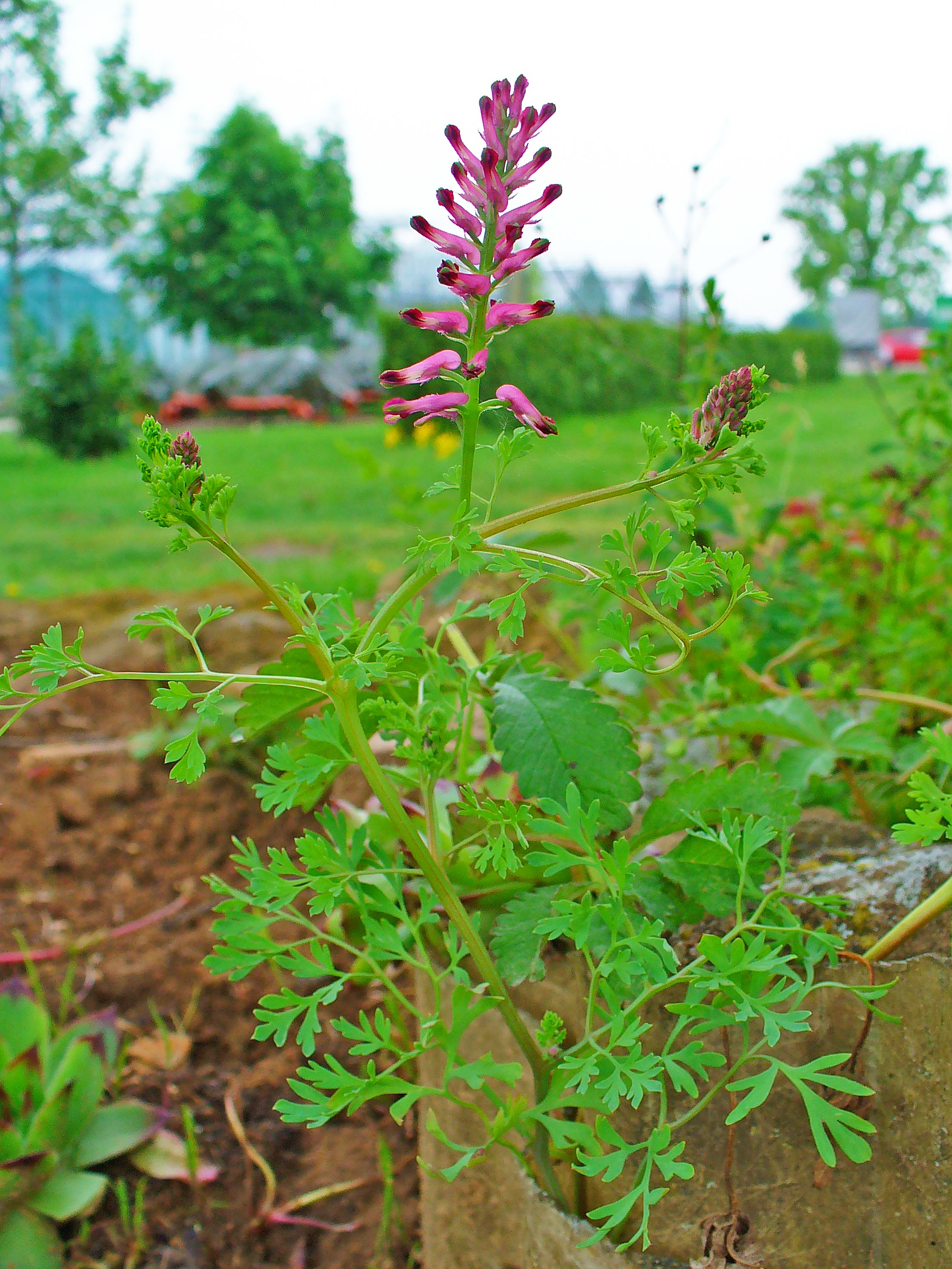 Image of Common Fumitory