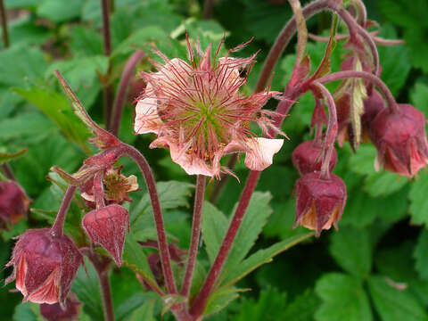 Image of Water Avens