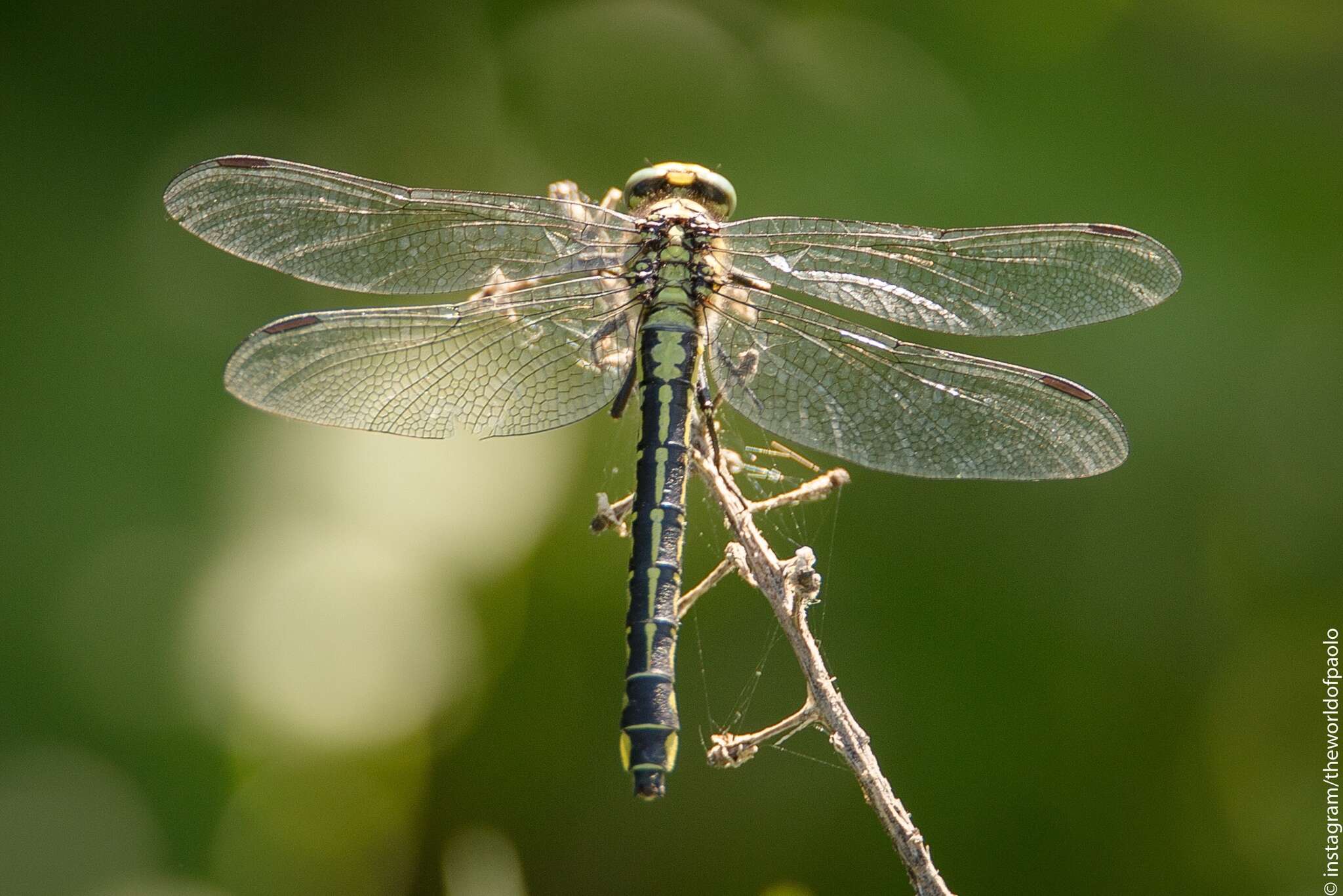 Image of Club-tailed Dragonfly