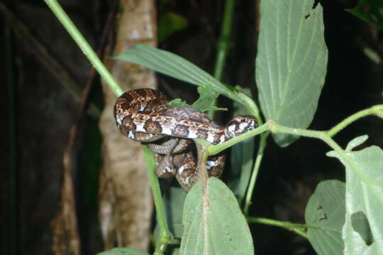 Image of Cope's Tropical Racer