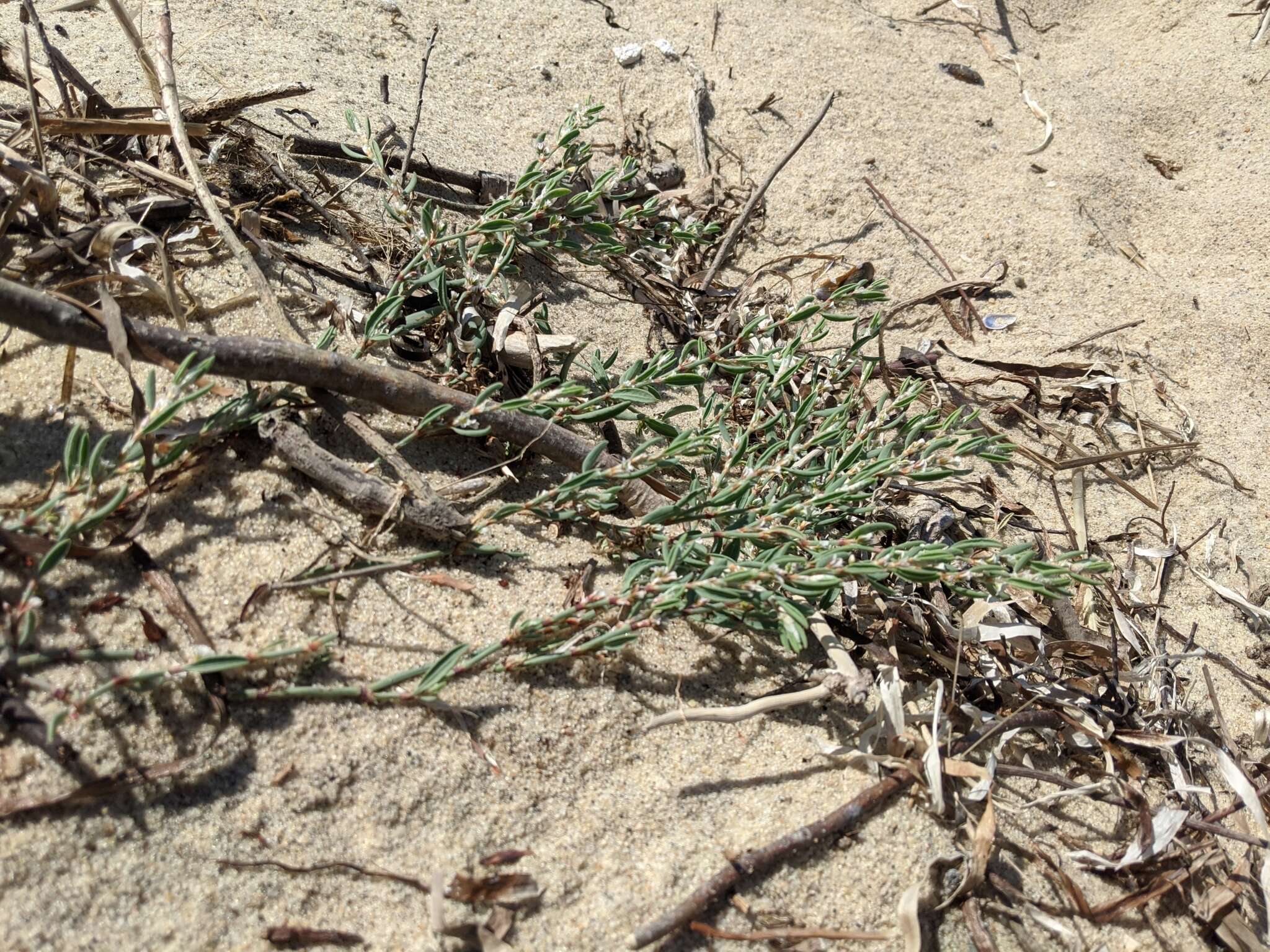 Image of seaside knotweed