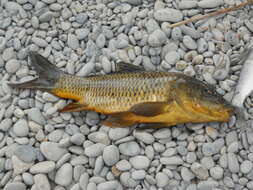 Image of Cyprinus carpio Linnaeus 1758