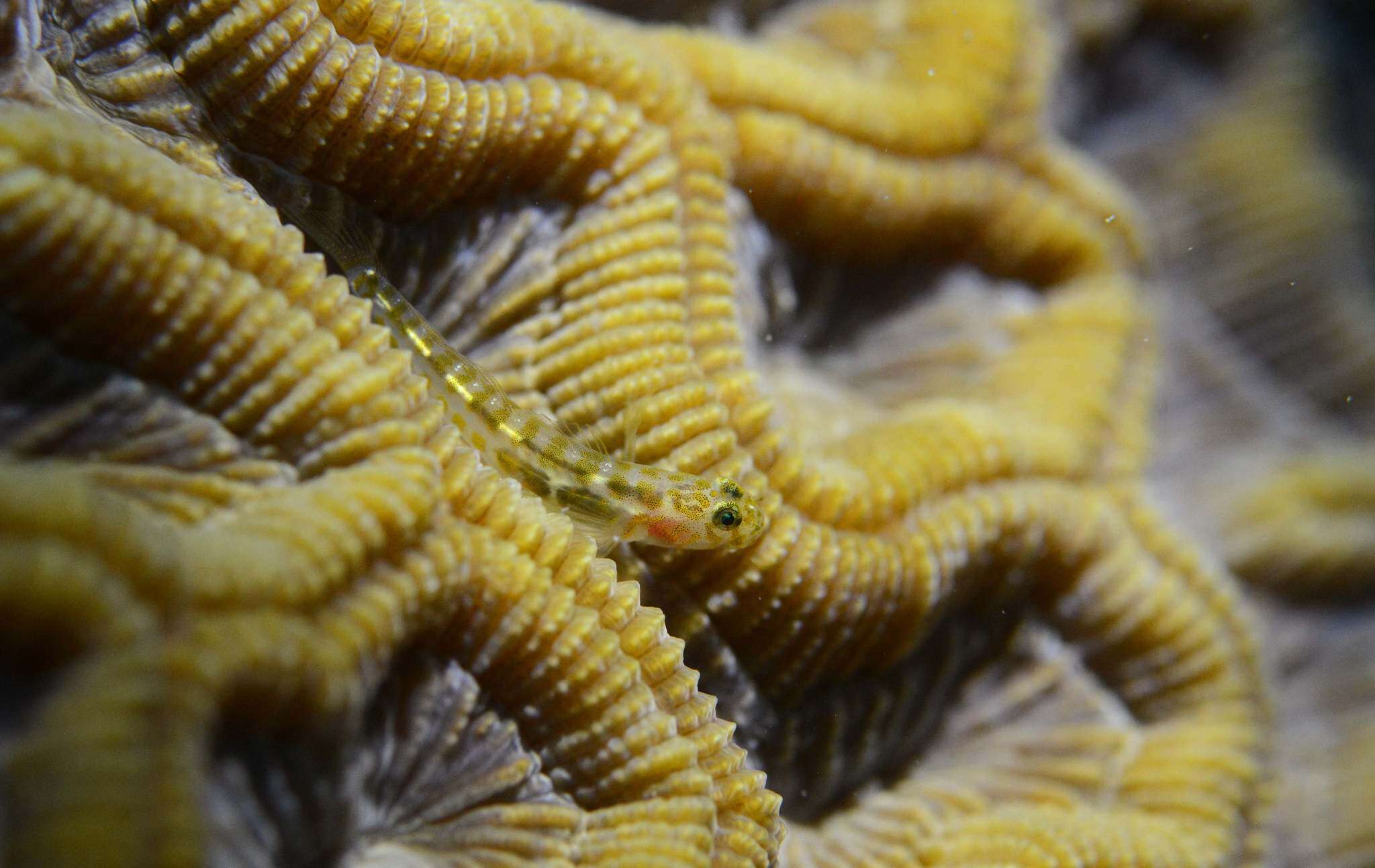 Image of Leopard goby