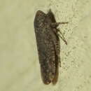 صورة Paraphlepsius (Sabix) irroratus Say 1830