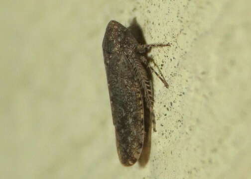 Image of Bespeckled Leafhopper