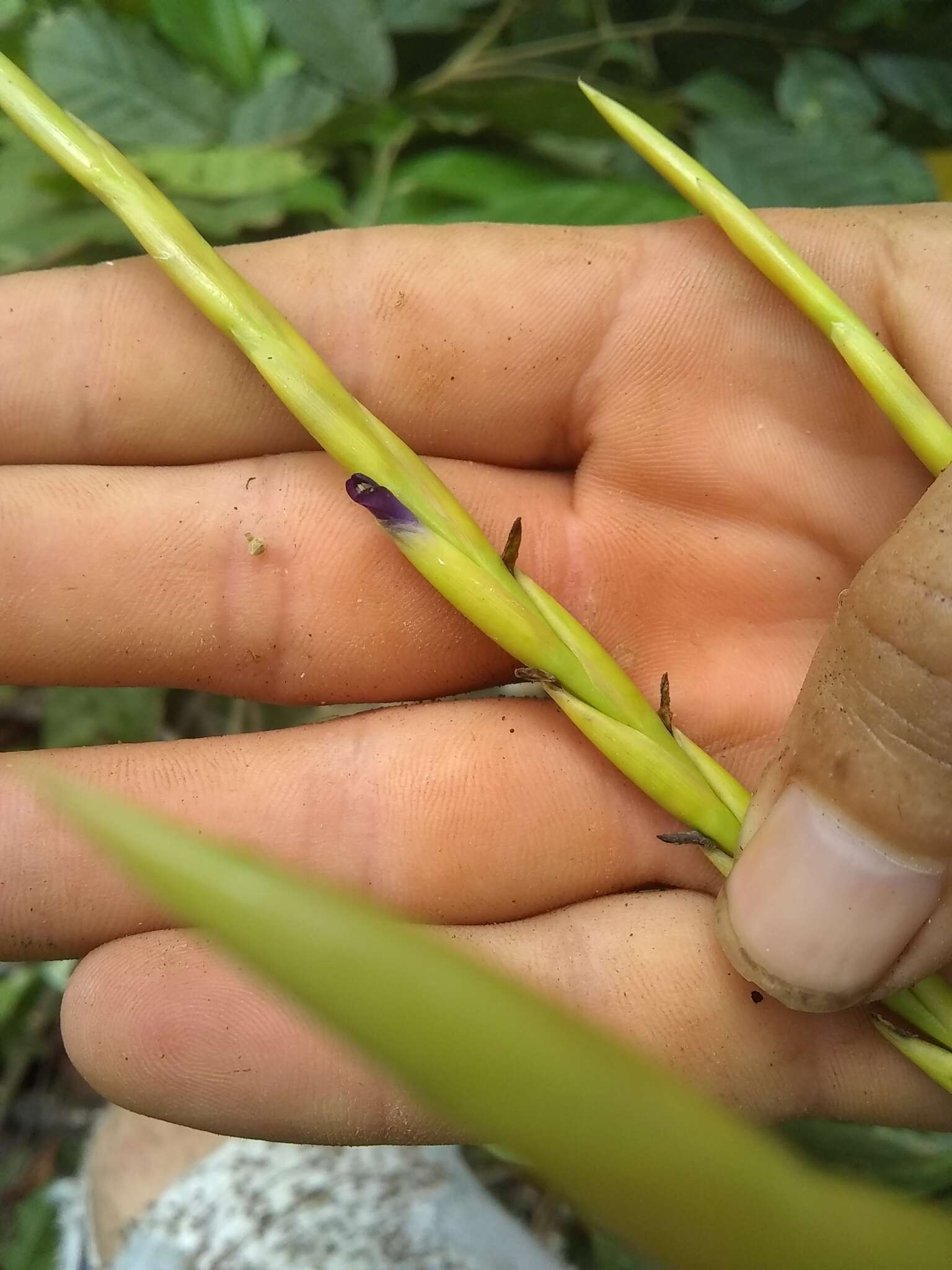 Imagem de Tillandsia elongata Kunth