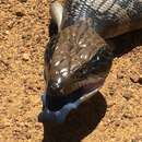 Image of Western blue-tongued lizard