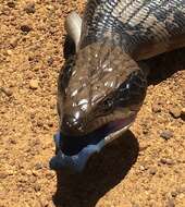 Image of Western blue-tongued lizard