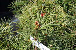 Image of umbrella-pine family