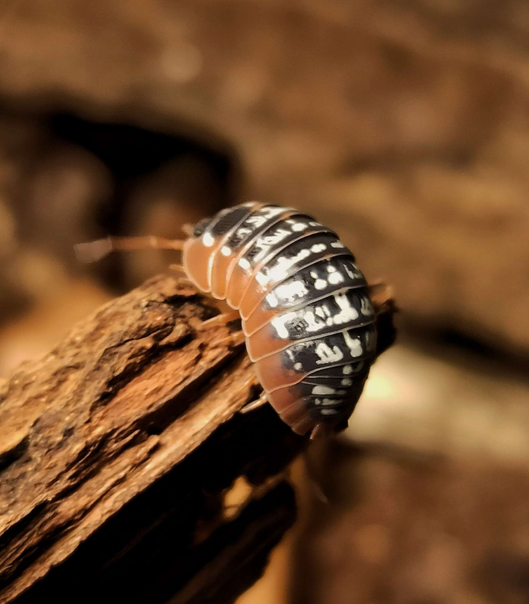 Image of Armadillidium werneri Strouhal 1927