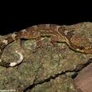 Image of Sri Lanka Bow-fingered Gecko