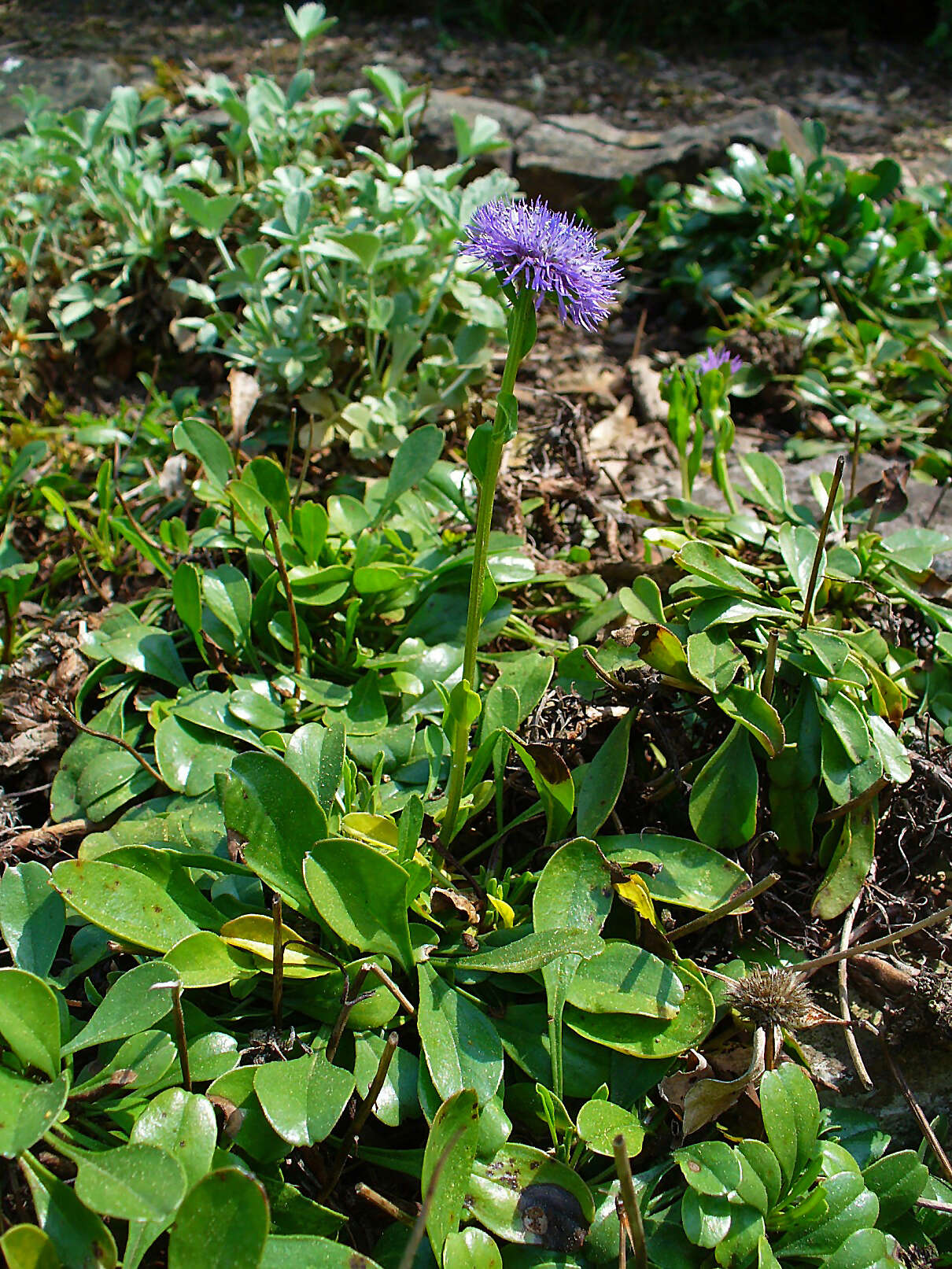 Sivun Globularia trichosantha Fischer & C. A. Meyer kuva