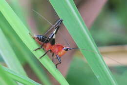 Image of Conocephalus (Anisoptera) melaenus (Haan 1843)