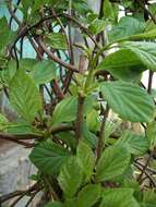 Image of Schisandra chinensis (Turcz.) Baill.