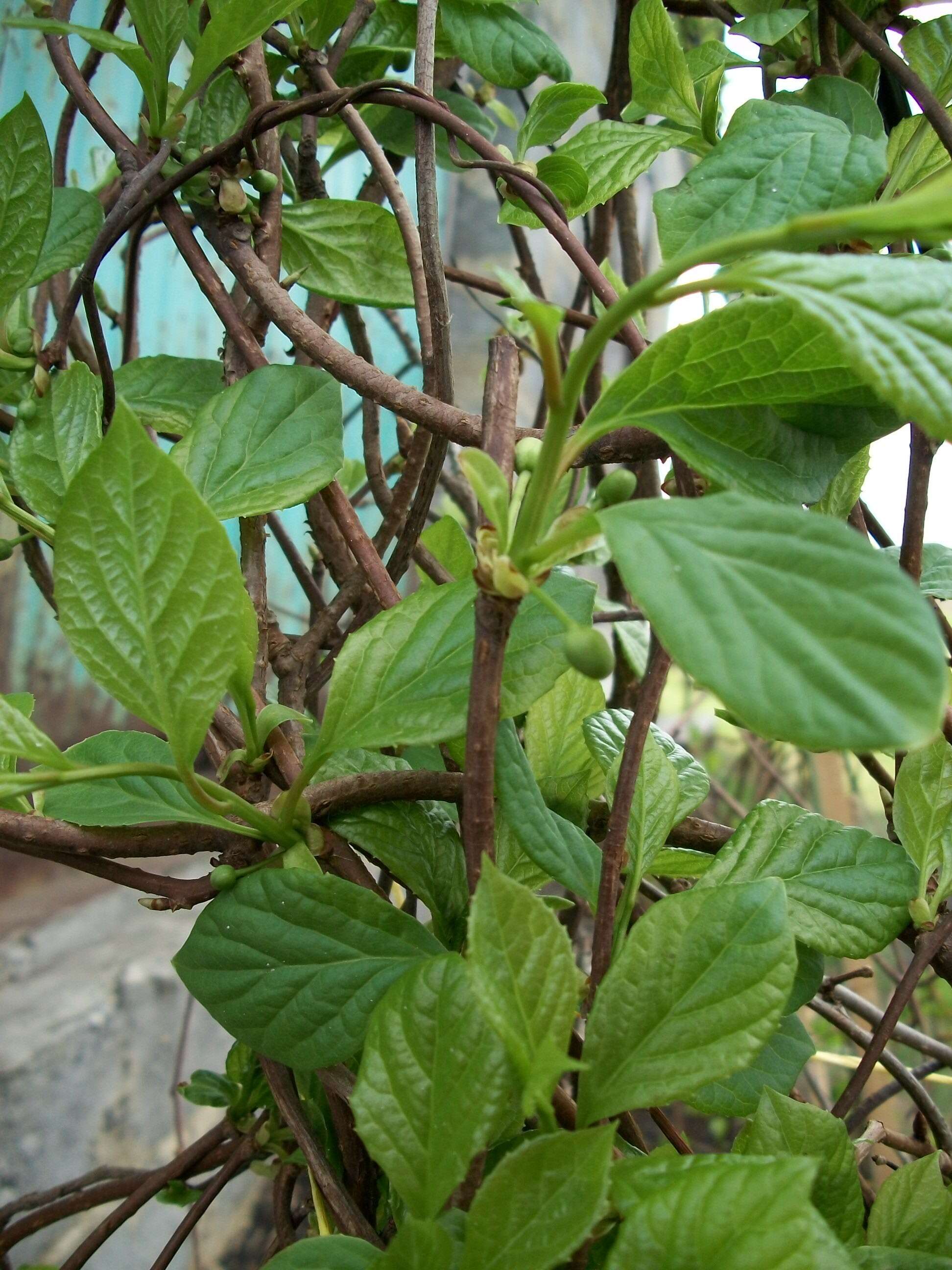 Image of Schisandra chinensis (Turcz.) Baill.