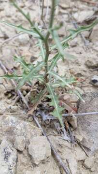 Слика од Stephanomeria runcinata Nutt.