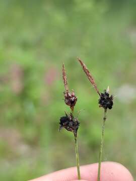 Image of Anthracoidea caryophylleae Kukkonen 1963