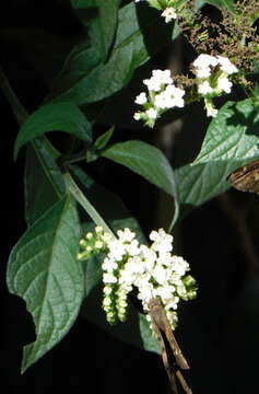 Image de Tournefortia hartwegiana Steud.