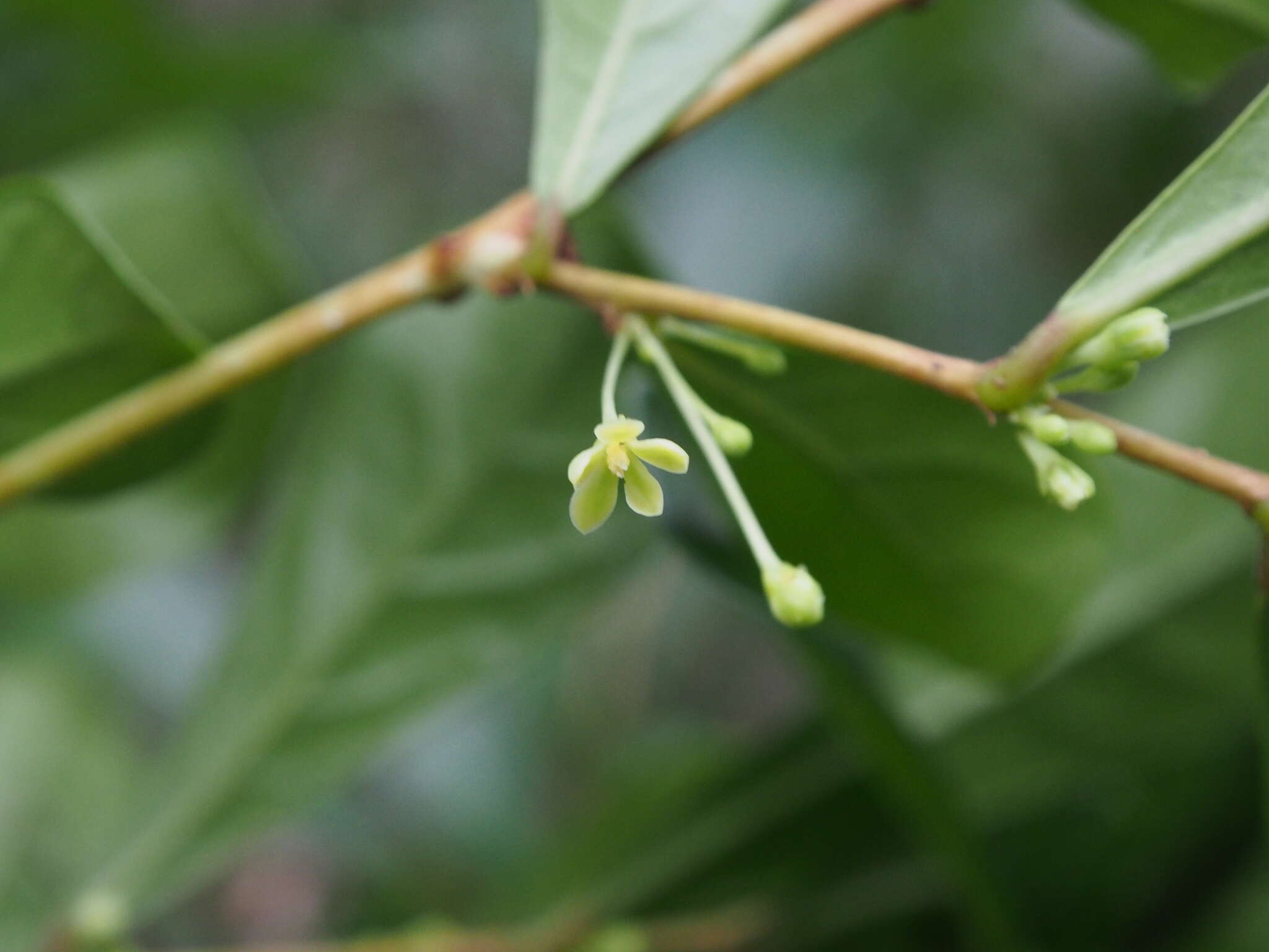 Phyllanthus sieboldianus T. Kuros.的圖片