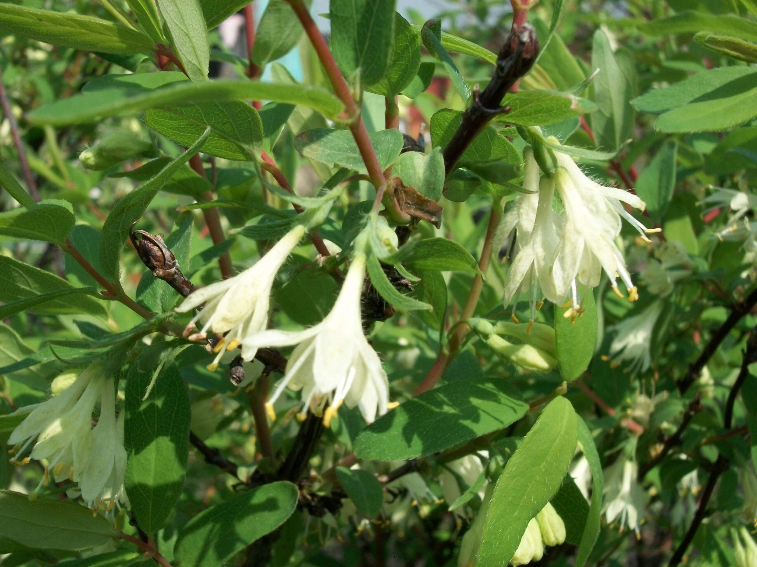 Imagem de Lonicera caerulea L.