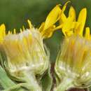 Image of Rutter's false goldenaster