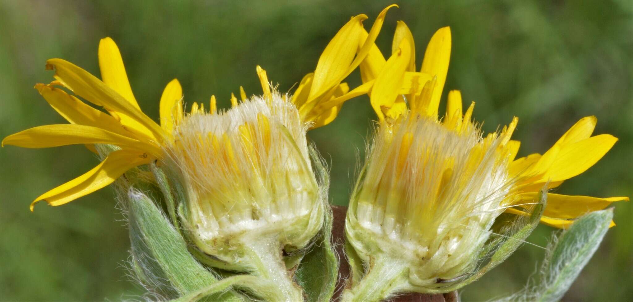 Image of Rutter's false goldenaster