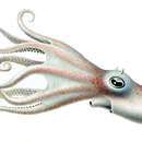 Image of Bathypolypus valdiviae (Thiele ex Chun 1915)