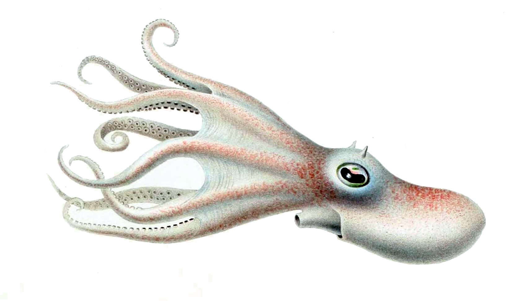 Image de Bathypolypus valdiviae (Thiele ex Chun 1915)