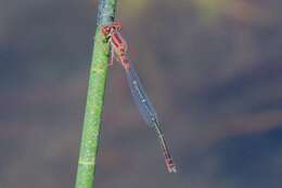 Image of Cherry Bluet