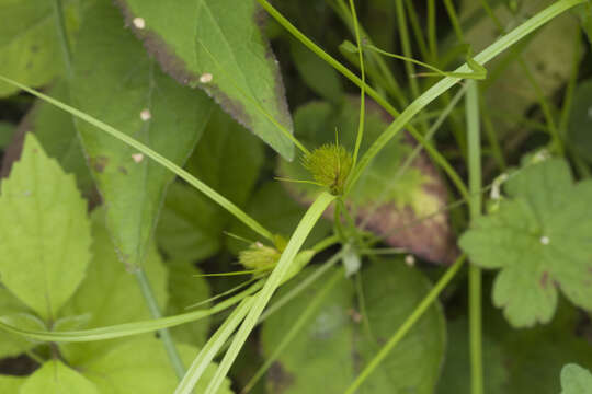 Image of Bohemian Sedge