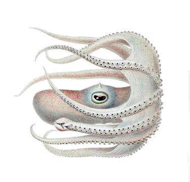 Image of Bathypolypus valdiviae (Thiele ex Chun 1915)