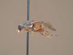 Image de Brachyopa maculipennis Thompson 1980