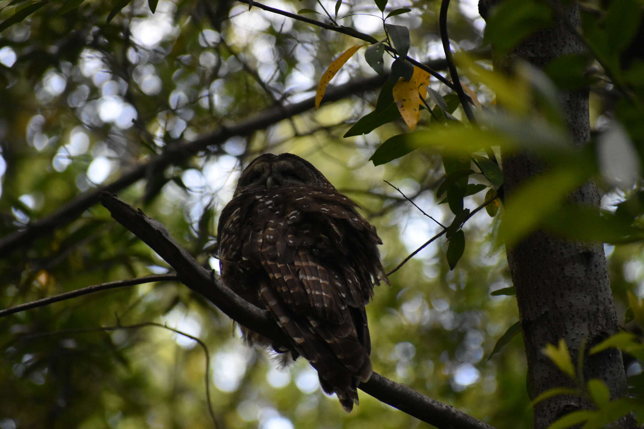 Image of Northern Spotted Owl