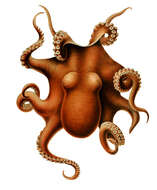 Image of Muusoctopus Gleadall 2004