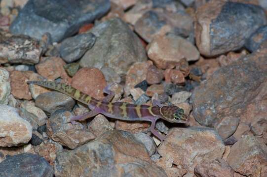 صورة Coleonyx variegatus variegatus (Baird 1858)