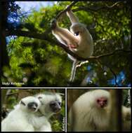 Image of Silky Sifaka