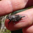 Image of screaming cicada