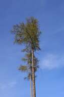 Image of European Larch