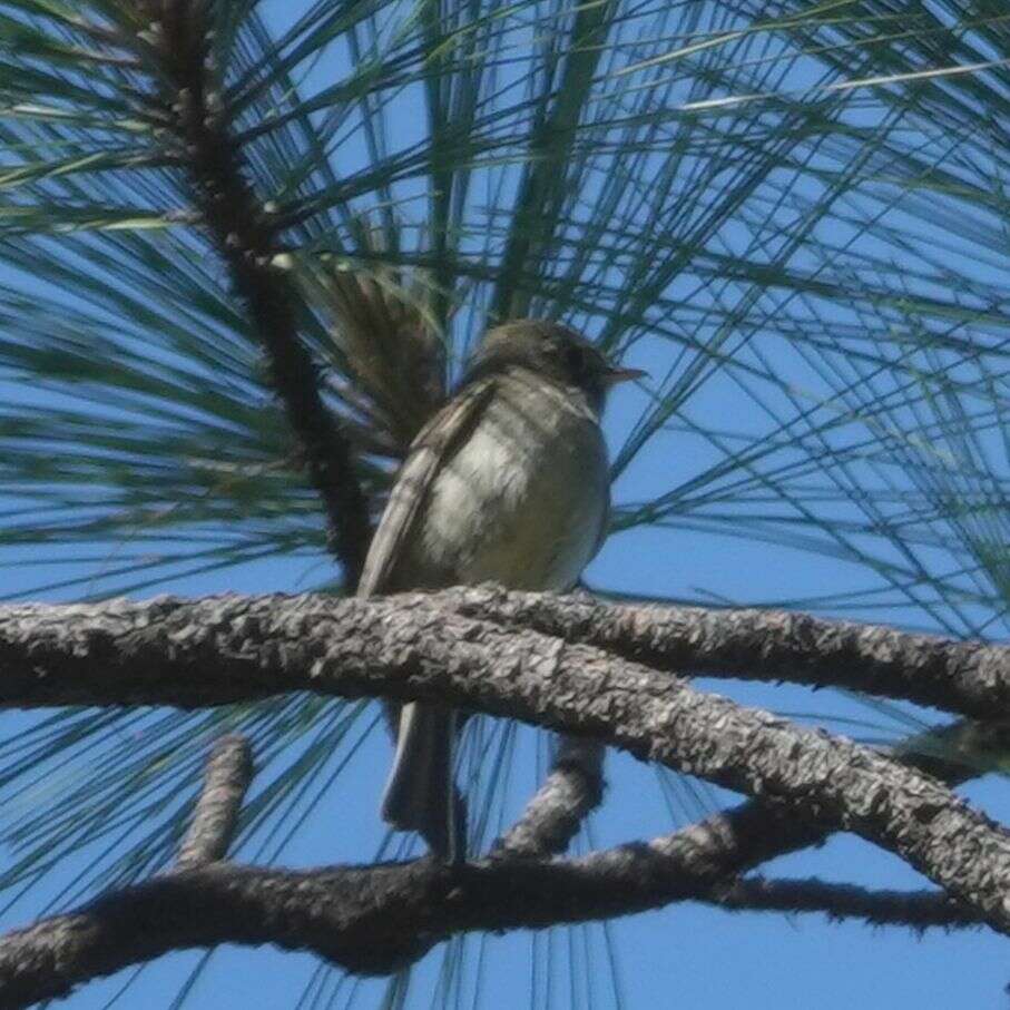 Image of Pine Flycatcher